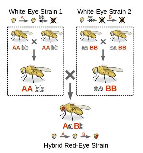 Image result for Complementary Genes