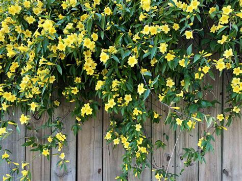 11 Best Fast-Growing Vines, According To Garden Experts