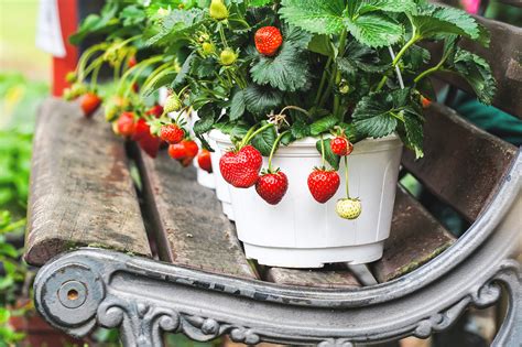 How To Plant And Grow Strawberries In Containers at Adolph Sheryl blog