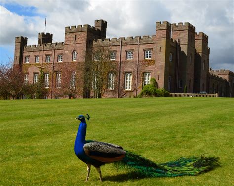 Tour Scotland: Tour Scotland Photographs Peacock Scone Palace Perth ...