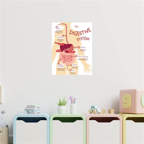 The Digestive System Poster, Anatomy Poster, Classroom Poster, Organs of the Body, Bodily ...