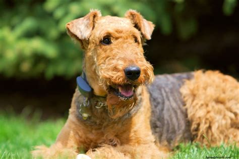 Airedale Terrier - Puppies, Rescue, Pictures, Information, Temperament ...