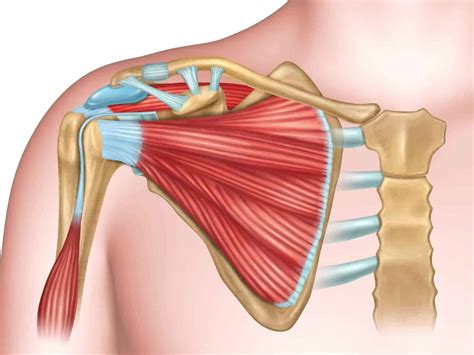 Horizontal Abduction Shoulder Muscles