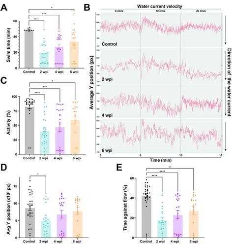Fish Swim Behavior 的图像结果