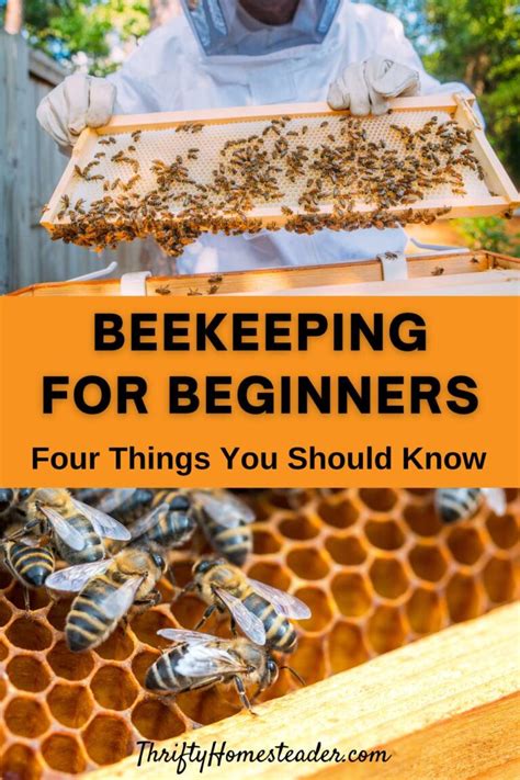 Image result for Beekeeping Tutorial
