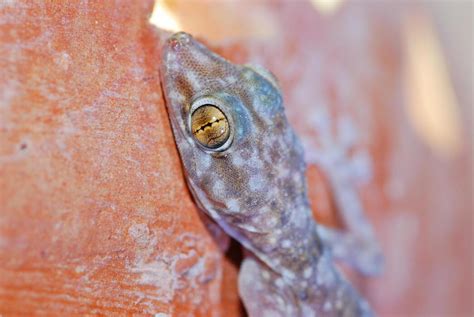 Image result for Gecko Pattern-Free