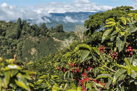 High Altitude Grown Latin American Coffee – IXXA COFFEE
