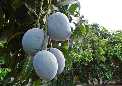Image result for Compound Element Examples