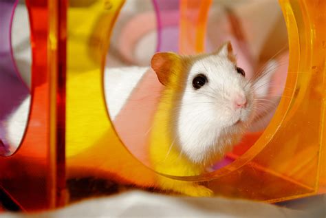 Free Images : color, mammal, colorful, yellow, hamster, rodent ...