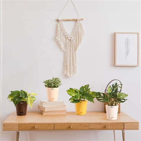 New Arrival Plants | New Plants Online | Ugaoo