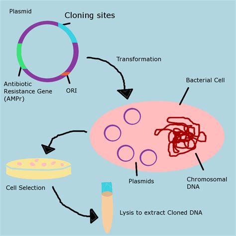 Molecular Biology Experiments Examples at Clifford Bloss blog