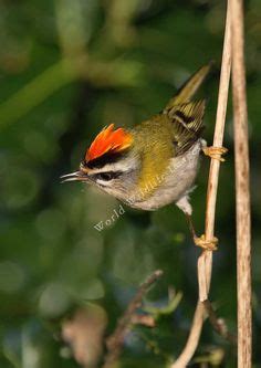Image result for Formosan Firecrest