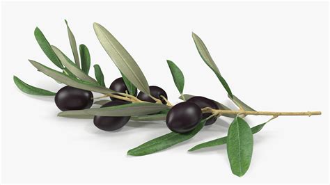 3D Olive Branch with Black Olives Lying | 3D Molier International