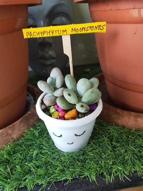 Pegasus Flora Succulent Live Plant pachyphytum Moon Stones Exotic plant ...