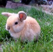 Image result for Baby Lop Eared Bunnies