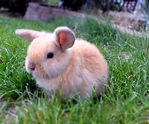 Image result for Baby Lop Rabbits