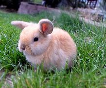 Image result for Mini Lop Bunny Baby White