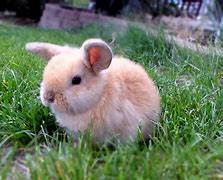 Image result for Mini Lop Bunny Baby