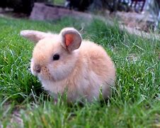 Image result for Adorable Baby Mini Lop Bunnies