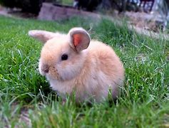 Image result for Baby Holland Lop