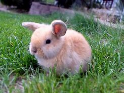 Image result for Texas Holland Lop