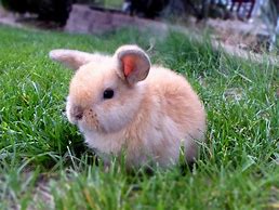 Image result for Baby Mini Holland Lop Bunnies