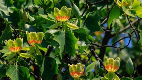 Image result for Tulip Tree CT