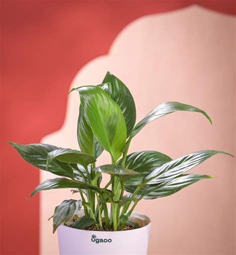 Diwali Plant Gift Combo: Peace Lily Plant with Special Greeting Card ...