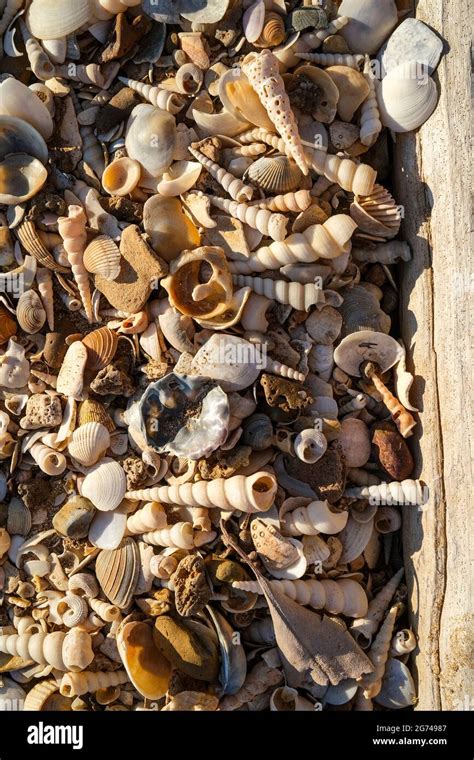 Image result for Beach Sea Shells