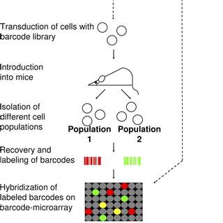 Image result for Cellular Barcoding Images