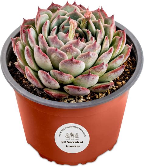 Amazon.com : Healthy Live Echeveria Plants - Well Rooted Succulents in ...