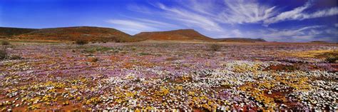 Image result for Mojo Crows