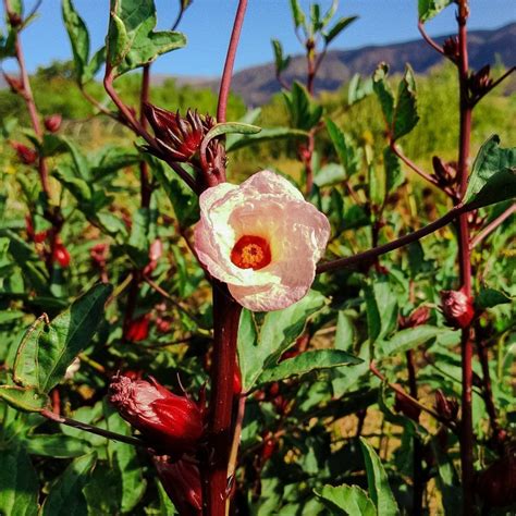 How To Grow Hibiscus Sabdariffa at Ernest Rue blog