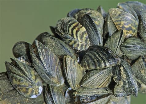 Zebra Mussels: What You Should Know