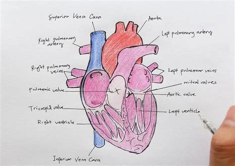 Draw a well labelled diagram of heart and explain its internal ...