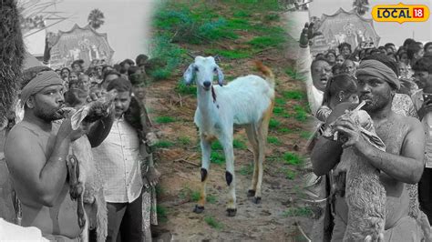 Animal Cruelty: అందరూ చూస్తుండగా 50 మేకల్ని కొరికి చంపారు.. భీమన్న ...
