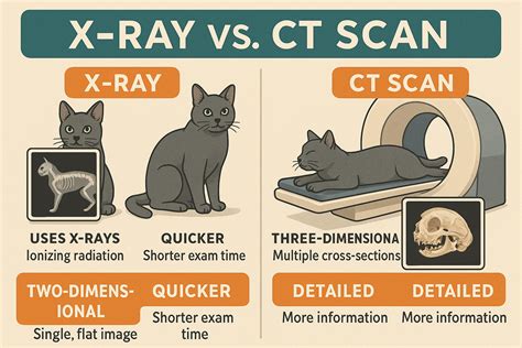 X-Ray vs CT Scan for Cats: Best 7 Expert Tips!