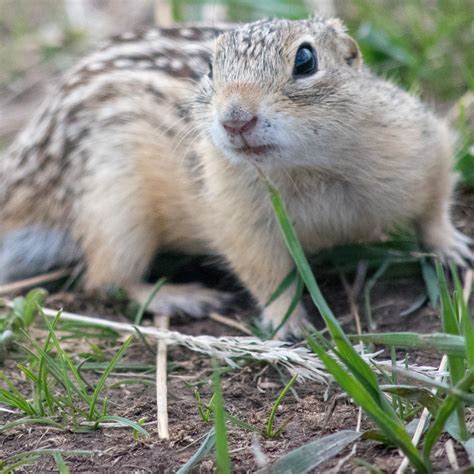 Ground Squirrels And Chipmunks