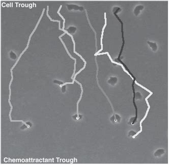 Image result for Manual Tracking ImageJ