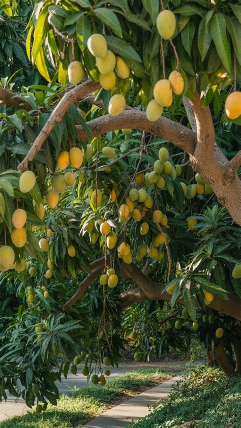Tips for Growing Mango Tree 的图像结果