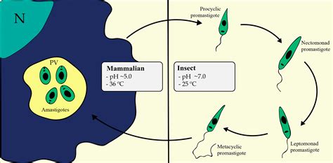 Leishmania Donovani Life Cycle