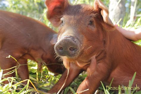 Our Red Wattle piglets are so precious! | Cute animals, Animals, Pig