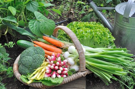 Backyard Vegetable Garden