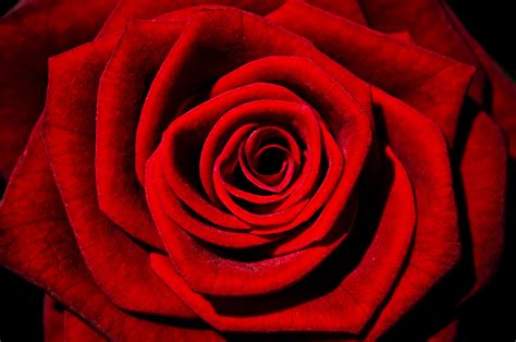 Red Rose Free Stock Photo - Public Domain Pictures