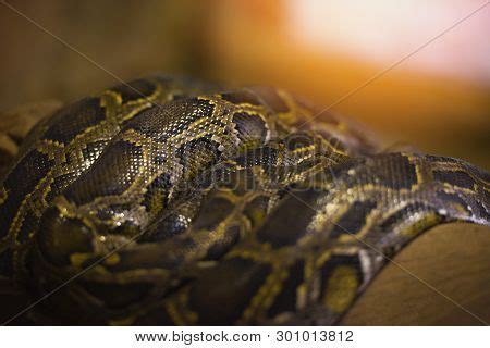 Giant Python Snake 的图像结果