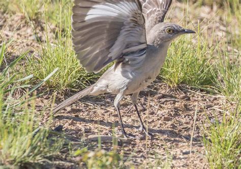 Discover the Official State Bird of Arkansas - A-Z Animals