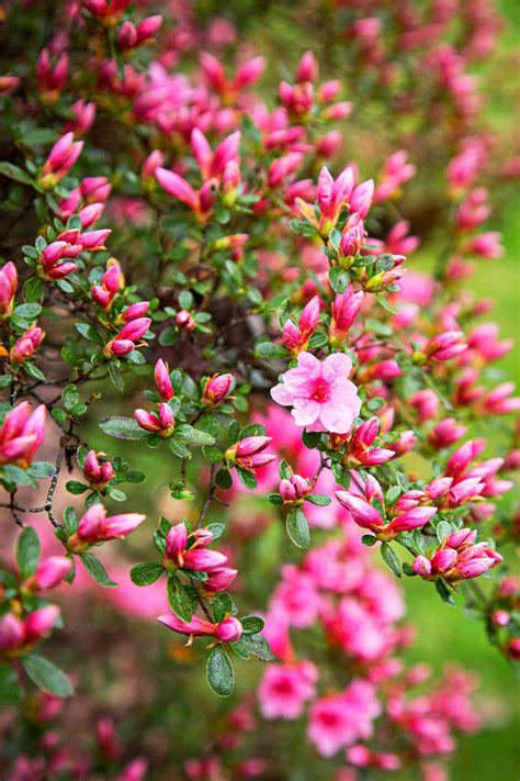 12 Popular Evergreen Shrubs 17 Flowering Evergreen Shrubs For