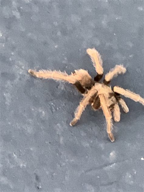 Aphonopelma chalcodes - Arizona blonde tarantula - USA Spiders