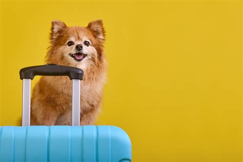 Best Dog-Friendly Hotel Chains in the U.S.