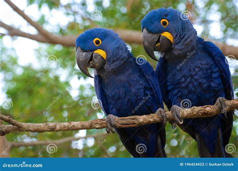 Hyacinth Macaw Parrot